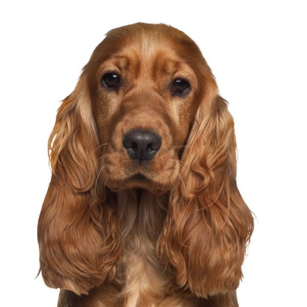 Illustrazione di un cane e un gatto, gli animali accolti dai rifugi presenti su MioPetit
